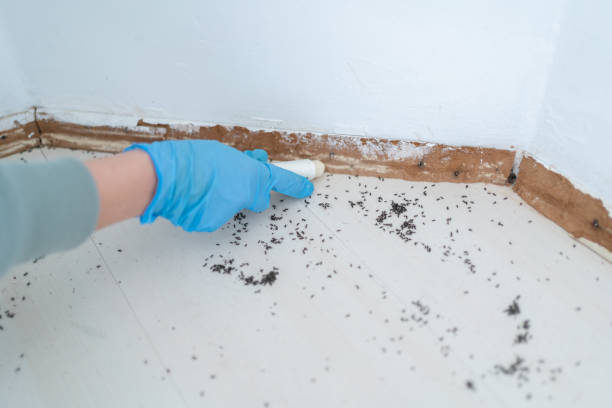 Best Local Pest Control Services  in Gladstone, OR